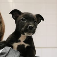 ORLIA HAA24667, chienne à adopter