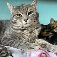 SYLVESTRE, chat à adopter