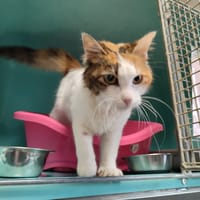 HANA QCT (réservée), chatte à adopter