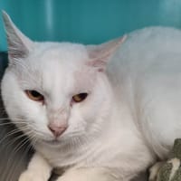 ORIAN QCT, chat à adopter