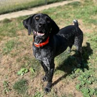 ZERBINO, chien à adopter