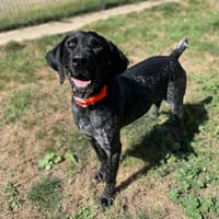 ZERBINO, chien à adopter