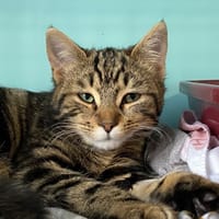 ALTESSE, chatte à adopter