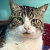 CATNAP, chat à adopter