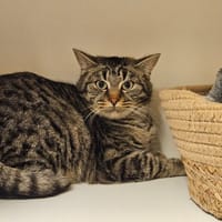 CHOUPETTE, chatte à adopter