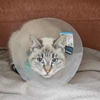 BLANCHE, chatte à adopter