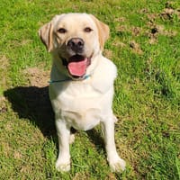 TOM QCN, chien à adopter