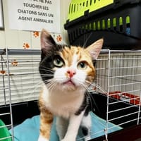 Only [Chaton], chatte à adopter