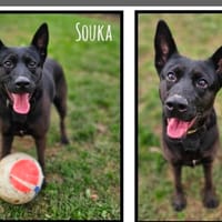 SOUKA, chienne à adopter