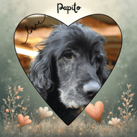 PAPITO, chien à adopter