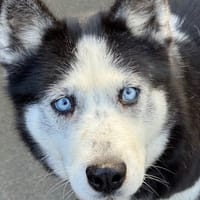 Naya, chienne à adopter