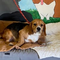 SANDER, chien à adopter