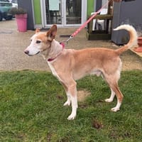 Chamaco, chien à adopter