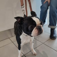 LILY QCN, chienne à adopter