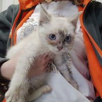 NAMIELLE QCT, chatte à adopter