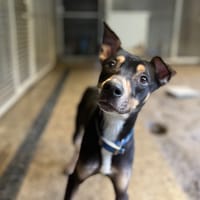 BILBO, chien à adopter