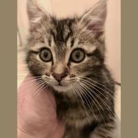 ATHENE, chat à adopter