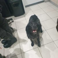 AMATSU QCN, chienne à adopter