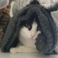 LEGEND, chatte à adopter