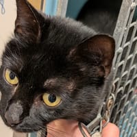 Izan, chat à adopter