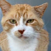 MOUN, chat à adopter