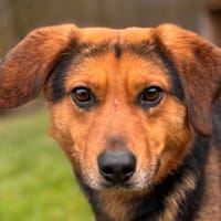 VORTEX, chien à adopter