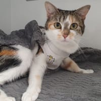 NALA CHA, chatte à adopter