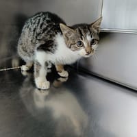 UN, chatte à adopter