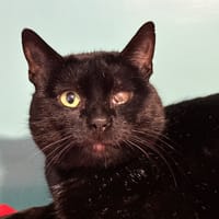 OLAF, chat à adopter