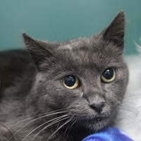 CORNALINE, chatte à adopter