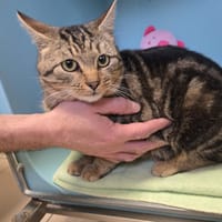 MADDIE, chatte à adopter