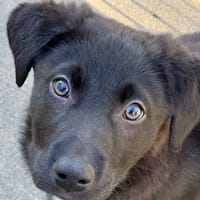 Buzz, chien à adopter