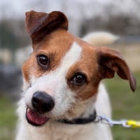 RICKY, chien à adopter