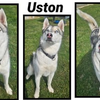 USTON, chien à adopter