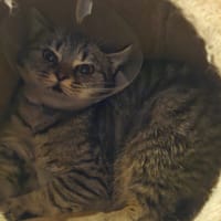 PLUME, chatte à adopter