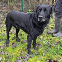 Paco, chien à adopter