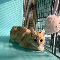 Roussette, chatte à adopter