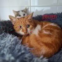 Zenith, chat à adopter