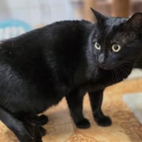 Koda, chat à adopter