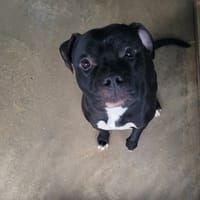 Jean Jacques, chien à adopter