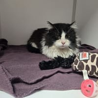 ASTON, chat à adopter