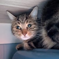 BRINDILLE, chatte à adopter