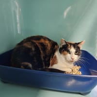 NESS, chatte à adopter