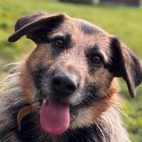 OSCAR, chien à adopter