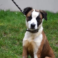 GAUFRETTE, chienne à adopter