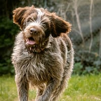 Chokie, chienne à adopter