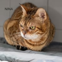 Nina, chatte à adopter