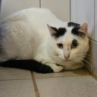 MARCEL, chat à adopter
