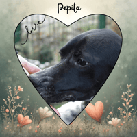 PEPITA, chienne à adopter
