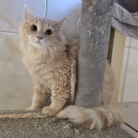 Kumquat [Chaton], chat à adopter